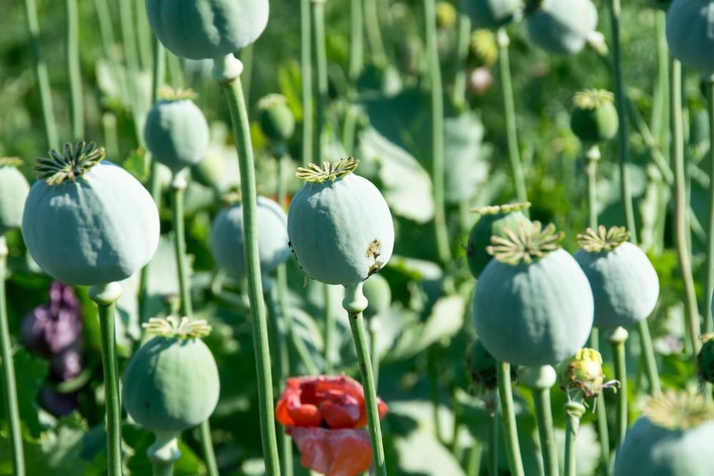CZ Grain Mammoth Poppy Seeds pack front view showing abundant planting potential.