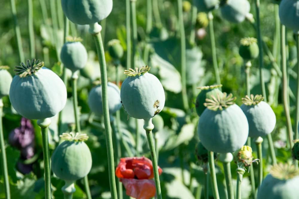 CZ Grain Mammoth Poppy Seeds pack front view showing abundant planting potential.