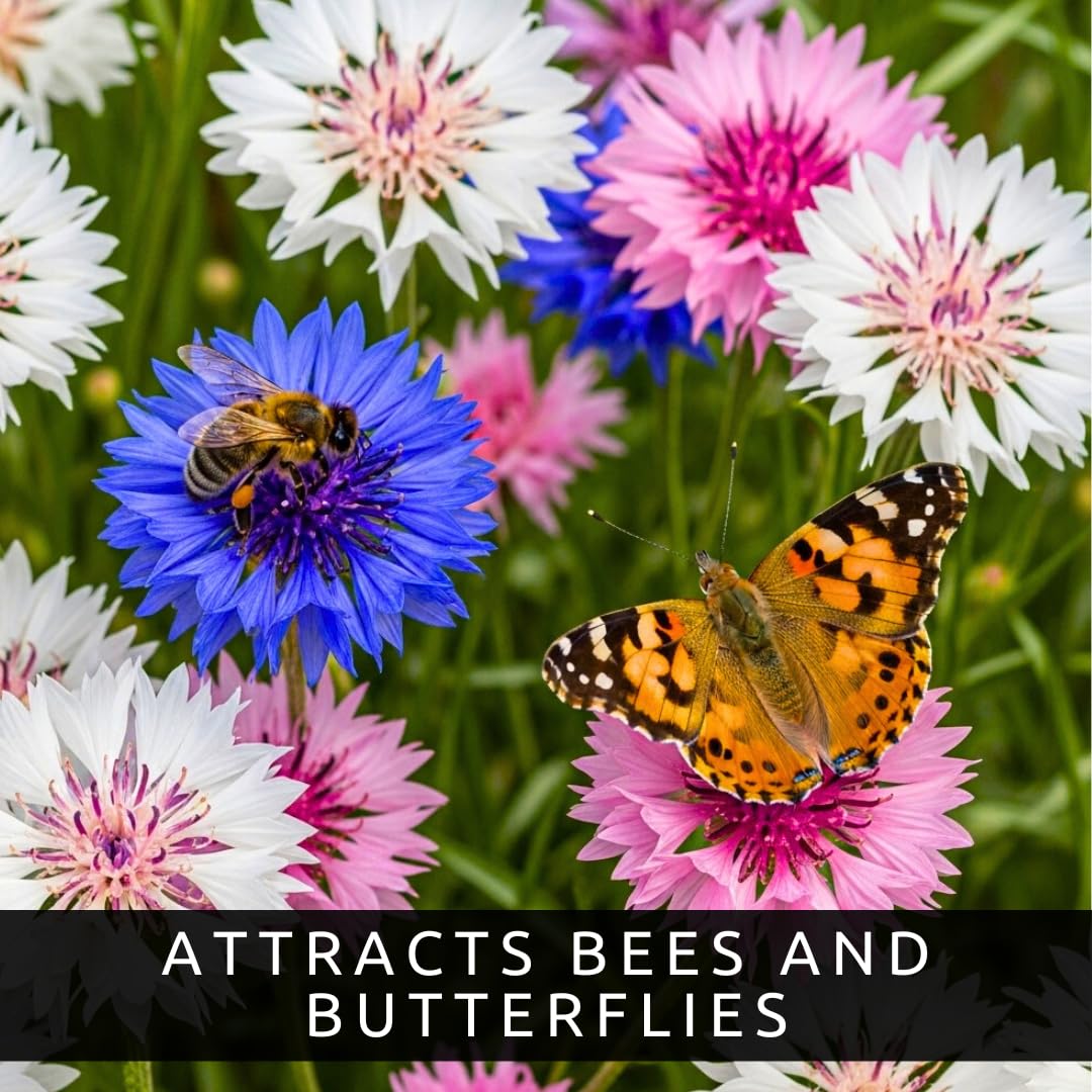 CZ Grain meadow-border garden idea with vibrant bachelor button accents