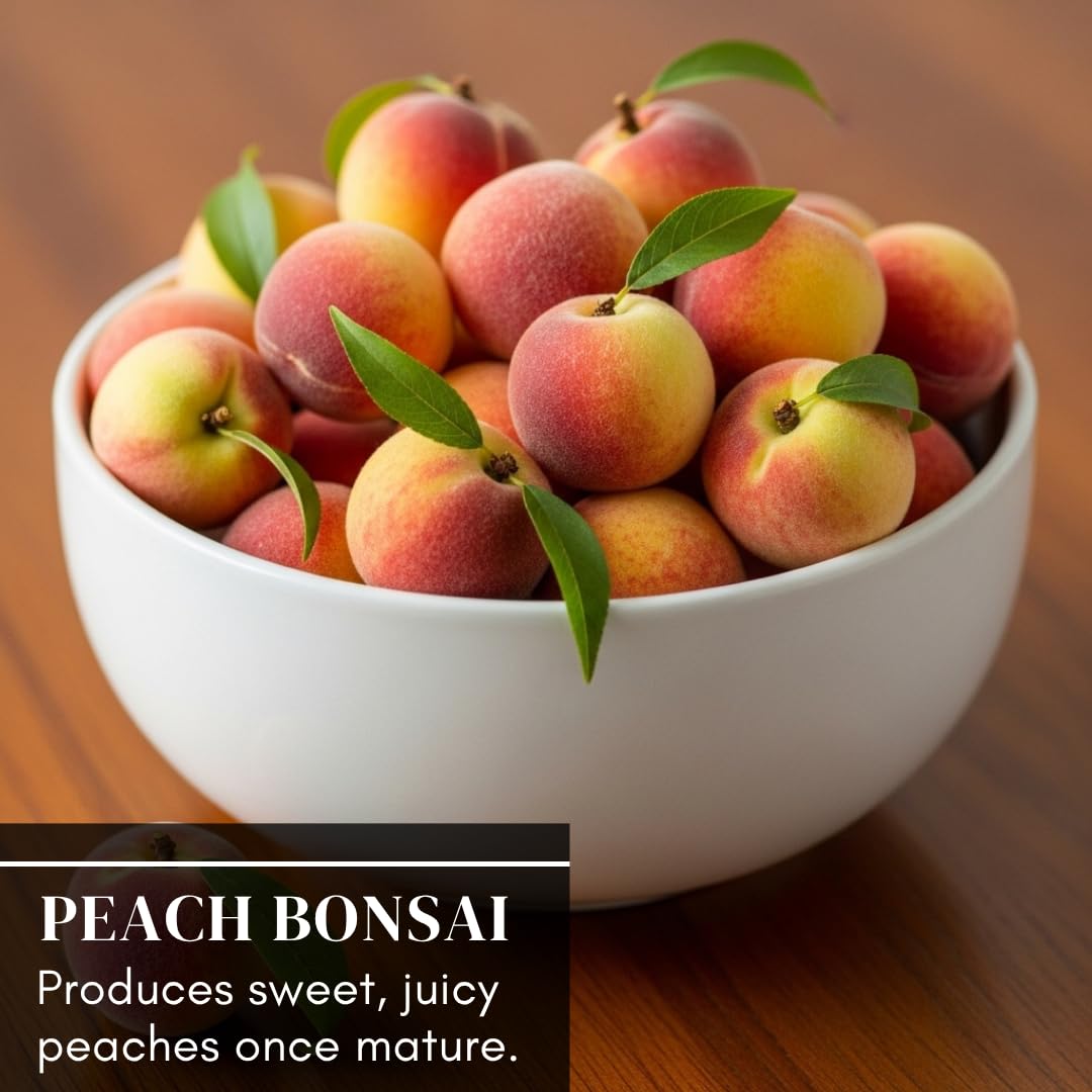 CZ Grain Miniature Peach tree growth stages from sprout