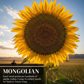 CZ Grain Mongolian Sunflower bright-yellow petals catch the sun for bold garden drama.