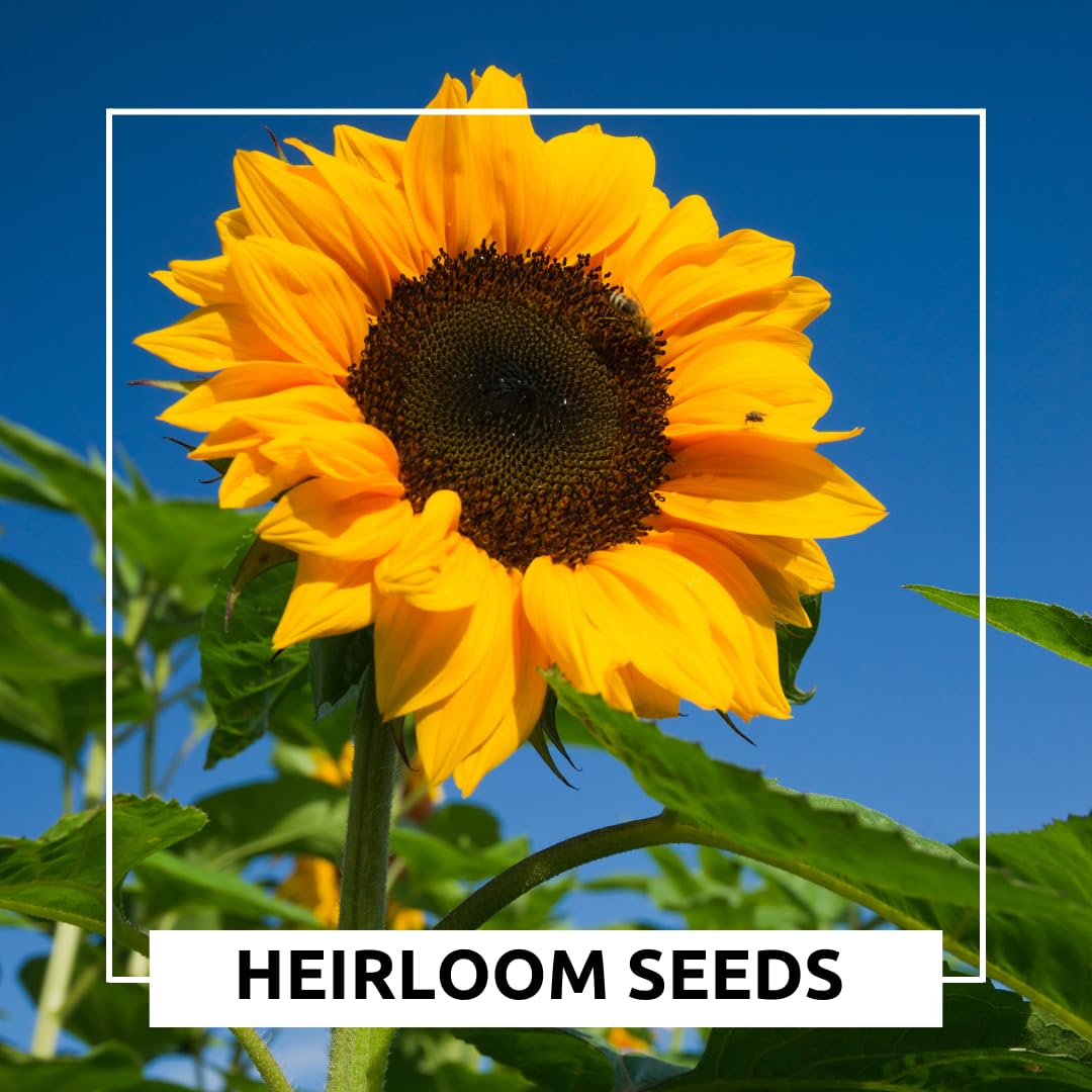 CZ Grain Mongolian Sunflower thriving in a sunny container adds height.