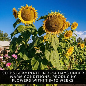 CZ Grain Mongolian Sunflower seeds packet highlights easy-to-grow annual for quick color.