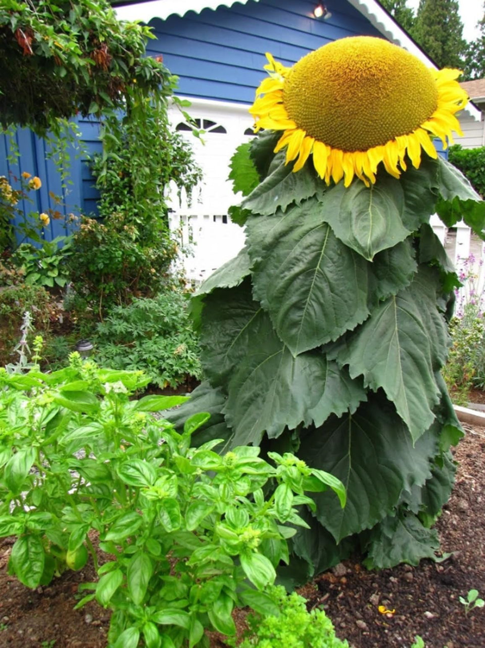 CZ Grain Mongolian Sunflower tall bloom bed adds vertical color for garden borders.