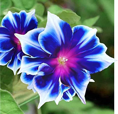 CZ Grain Morning Glory seeds yield blue and white blooms that climb sunny trellises.