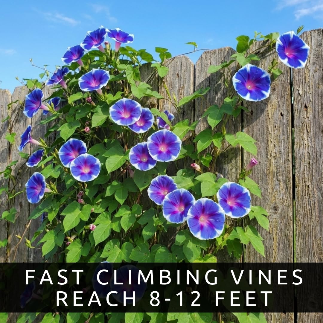 CZ Grain Morning Glory seeds add vertical color with sun-loving vines.