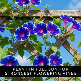 CZ Grain Morning Glory seeds deliver fast-growing vines for vibrant fences and arbors.