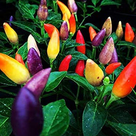 CZ Grain ornamental edible peppers on a compact plant for patios