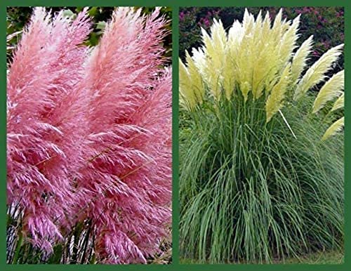 CZ Grain pampas grass planted in a sunny garden for privacy and beauty.