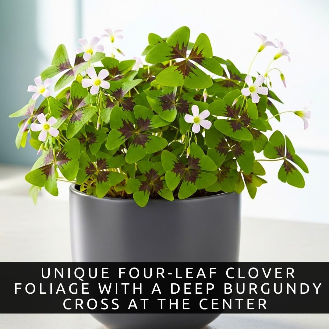 CZ Grain Iron Cross Shamrock four-leaf foliage close-up with crimson center.