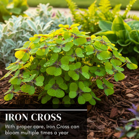 CZ Grain Oxalis Shamrock Bulbs Closeup reveals delicate leaves and tender green shoots.