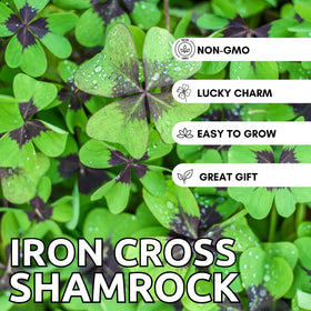 CZ Grain Oxalis Shamrock Bulbs in Pot offer vibrant greens for year-round indoor decor.