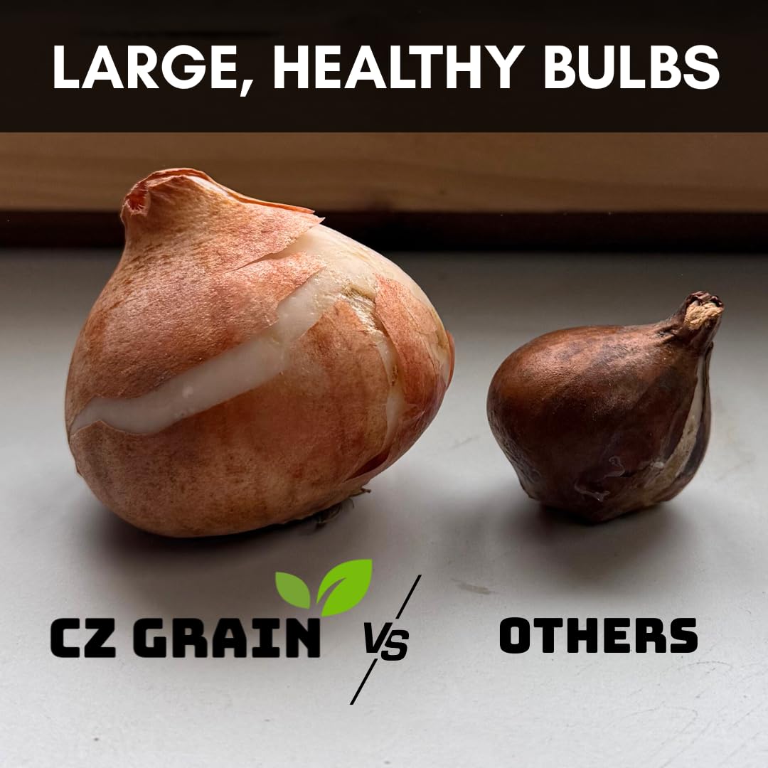 CZ Grain Oxalis Shamrock Bulbs Soil and Root view highlights easy soil contact for growth.