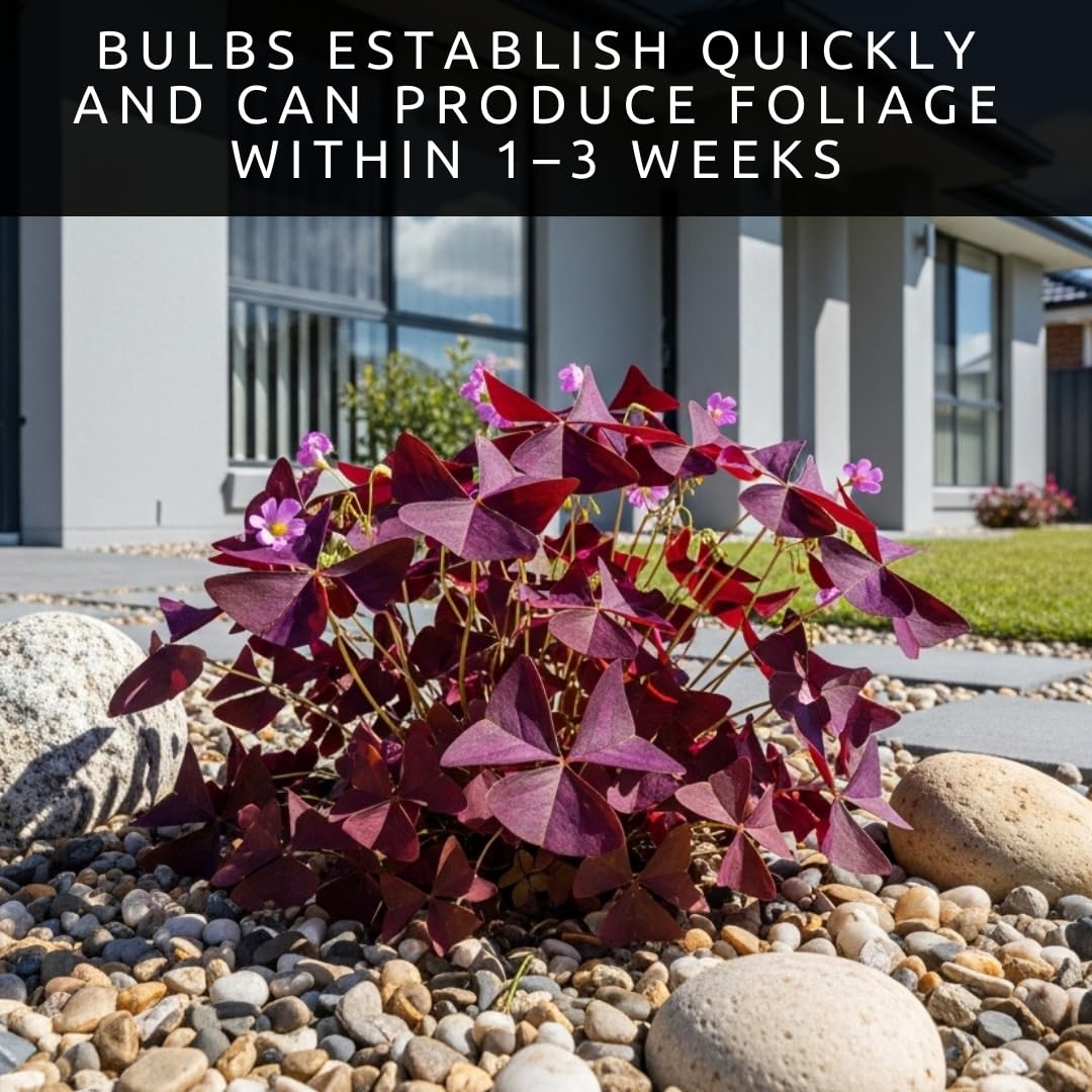 CZ Grain Oxalis Triangularis bulbs thrive with indirect light on a sunlit windowsill