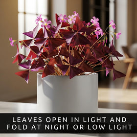 CZ Grain Oxalis Triangularis bulbs in a pot create a cheerful indoor display