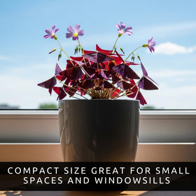 CZ Grain Oxalis Triangularis bulbs on a desk add bright color to your workspace