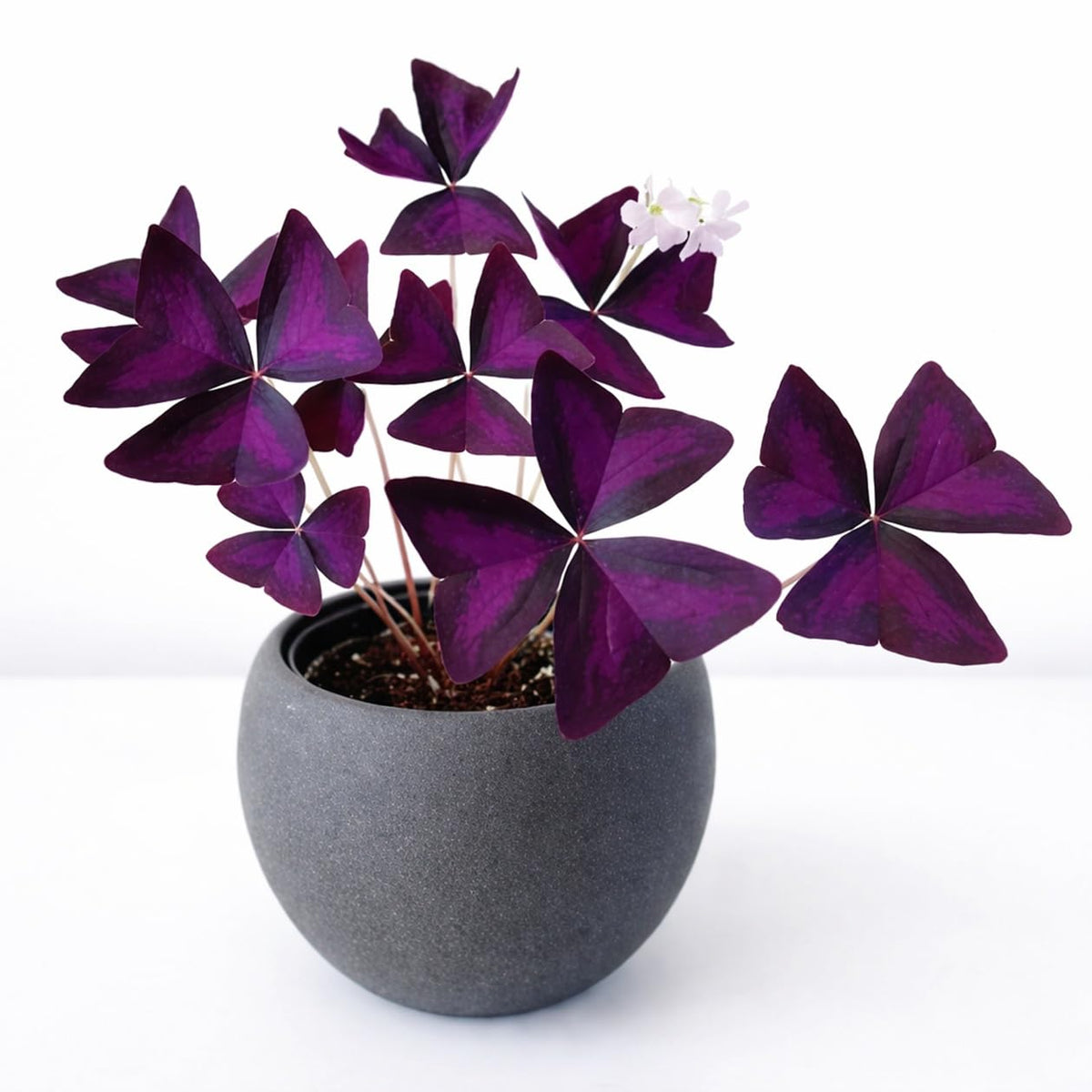 CZ Grain Oxalis Triangularis bulbs indoors for vibrant purple shamrock color