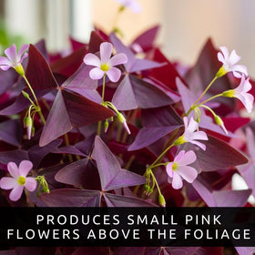 CZ Grain Oxalis Triangularis bulbs packaged gift-ready for plant lovers