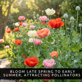 CZ Grain Papaver somniferum plants in garden with tall upright growth for borders.