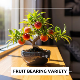 CZ Grain Peach fruit on a tiny bonsai tree