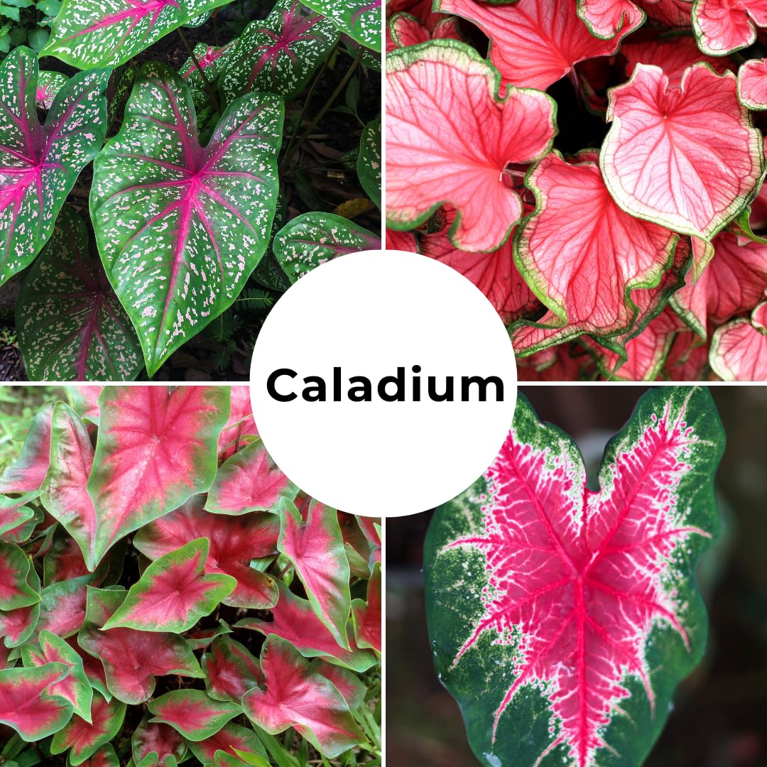 Garden display featuring CZ Grain Caladiums with bold foliage throughout the season.