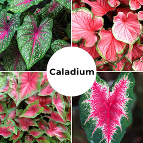 Garden display featuring CZ Grain Caladiums with bold foliage throughout the season.