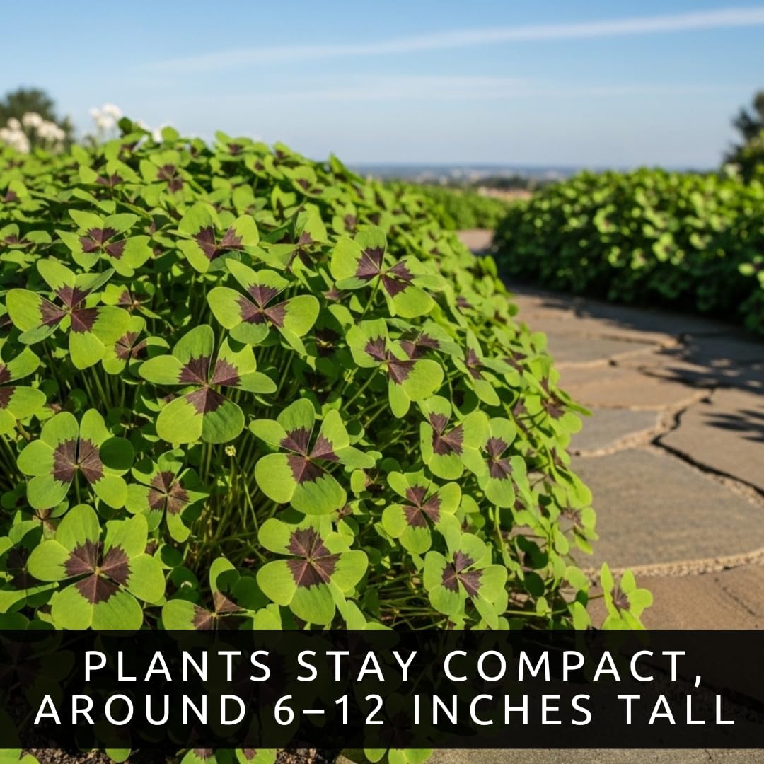 CZ Grain Iron Cross Shamrock blooms rise above foliage with pink.