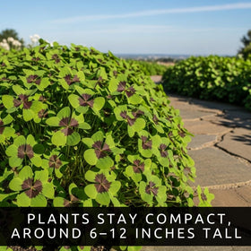 CZ Grain Iron Cross Shamrock blooms rise above foliage with pink.