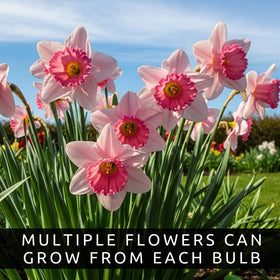 CZ Grain Pink Party daffodil blooms display double pink centers for romantic spring color.