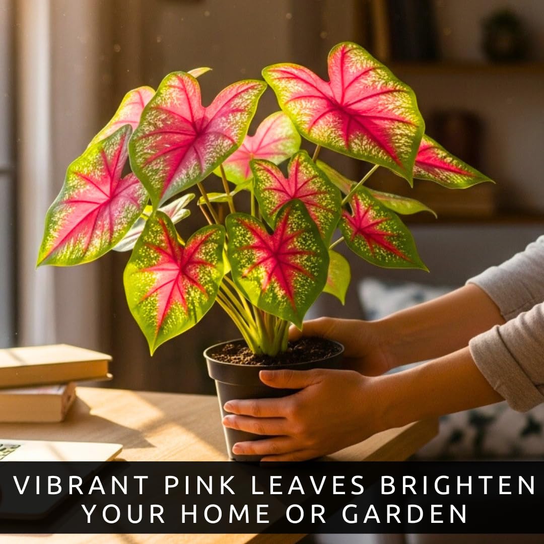 CZ Grain Pink Princess Caladium accents borders with tropical contrast.