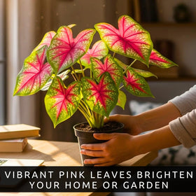 CZ Grain Pink Princess Caladium accents borders with tropical contrast.