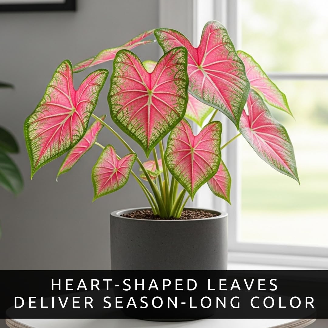 CZ Grain Pink Princess Caladiums thrive in containers with indirect light.