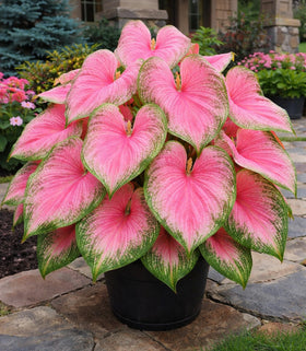 CZ Grain Pink Princess caladium leaves closeup, vivid pink with bold spots.