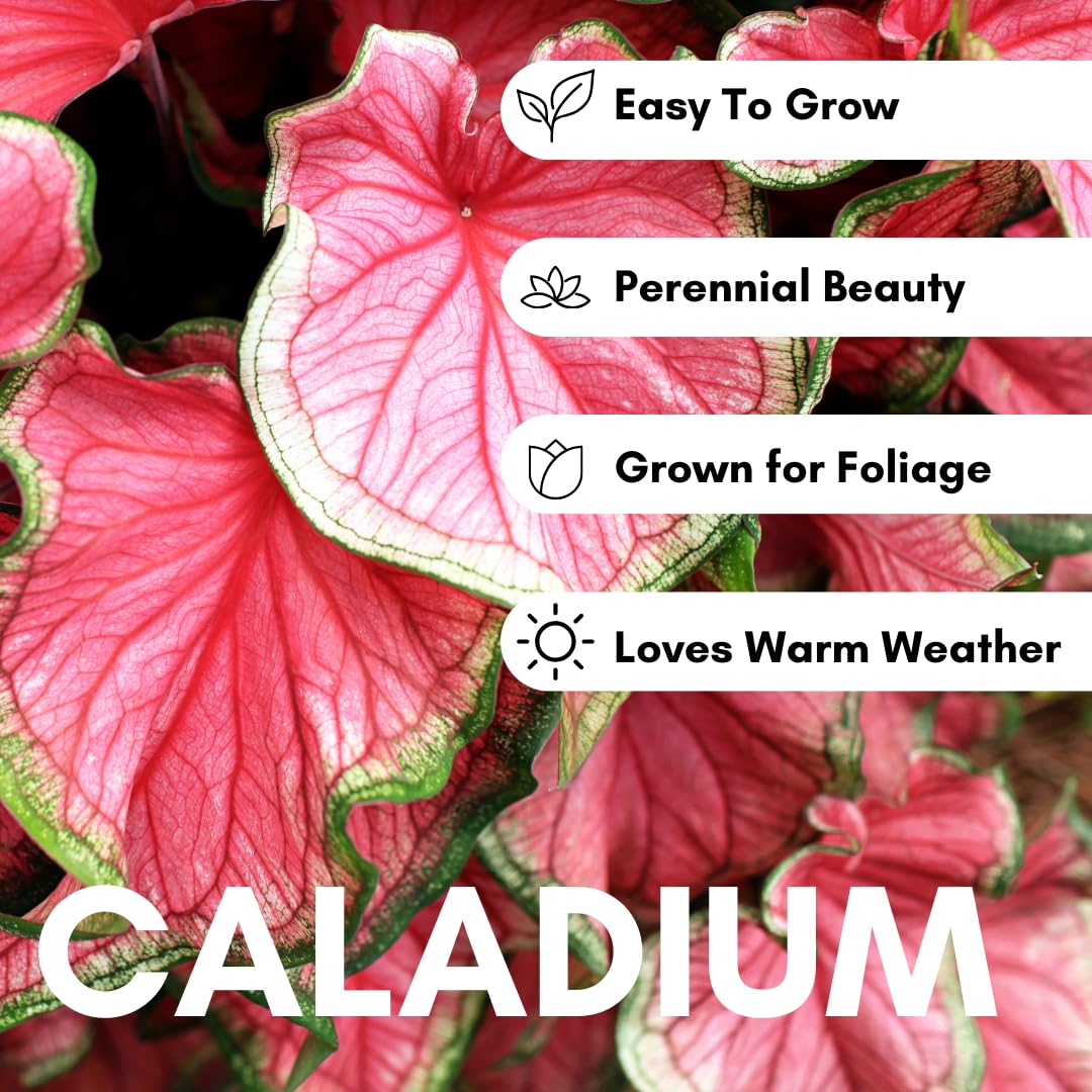 CZ Grain Pink Princess Caladium delivers quick seasonal color for shade beds.
