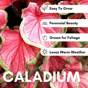 CZ Grain Pink Princess Caladium delivers quick seasonal color for shade beds.