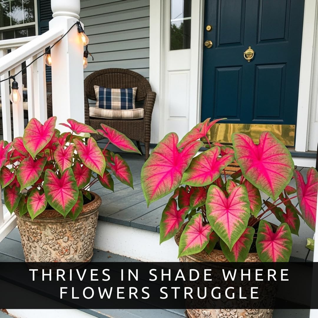 CZ Grain Pink Princess Caladium in shade garden delivers bold color in low light.