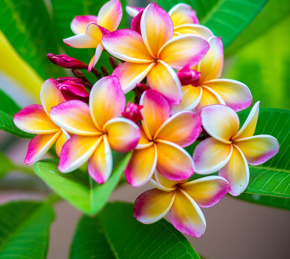 CZ Grain Plumeria Rubra flowering shrub seeds for garden focal point and pollinator-friendly display