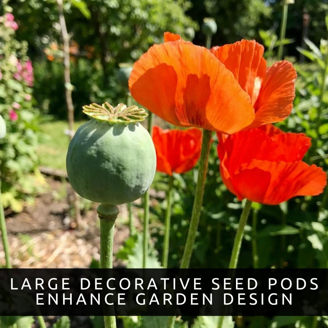 CZ Grain Poppy Seed Pod closeup showcasing decorative pods for dried arrangements.