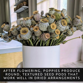 CZ Grain Poppy Tall Stem 3-5 feet providing strong garden structure.