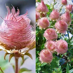 CZ Grain Prairie Smoke seeds pack ready for cold stratification to start a bloom.