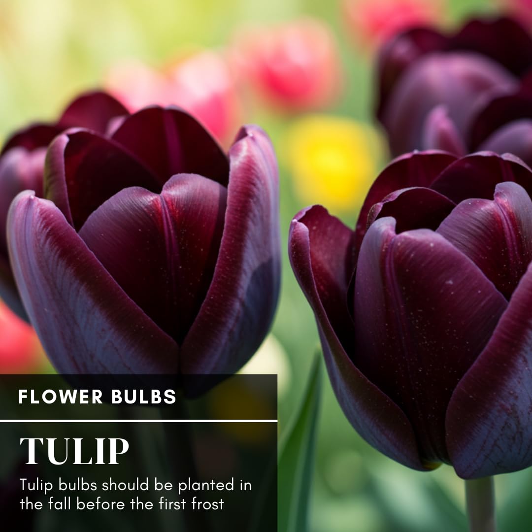 CZ Grain Queen of the Night tulips in a water vase for indoor color.