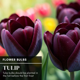 CZ Grain Queen of the Night tulips in a water vase for indoor color.