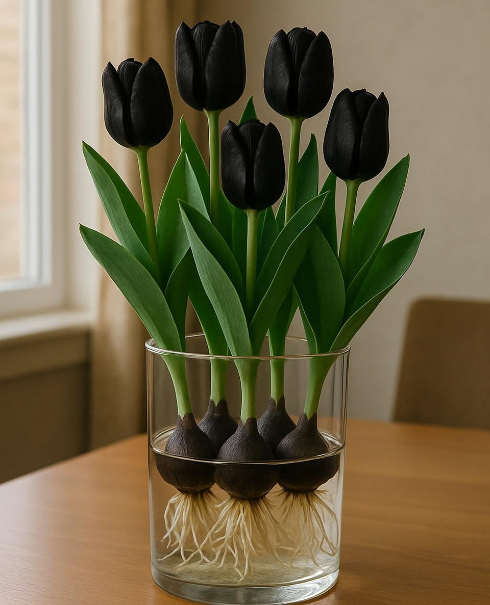 CZ Grain Queen of the Night bulbs pre-chilled for indoor water forcing.