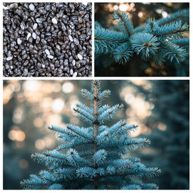 CZ Grain privacy row using blue spruce for a natural screen