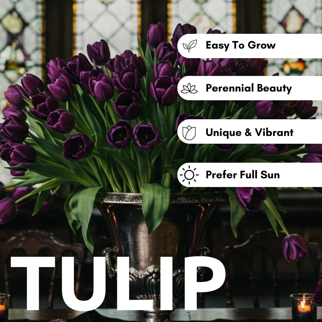 CZ Grain Queen of the Night tulips in a container for early color.