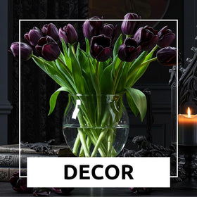 CZ Grain Queen of the Night tulips outdoors-planting option.