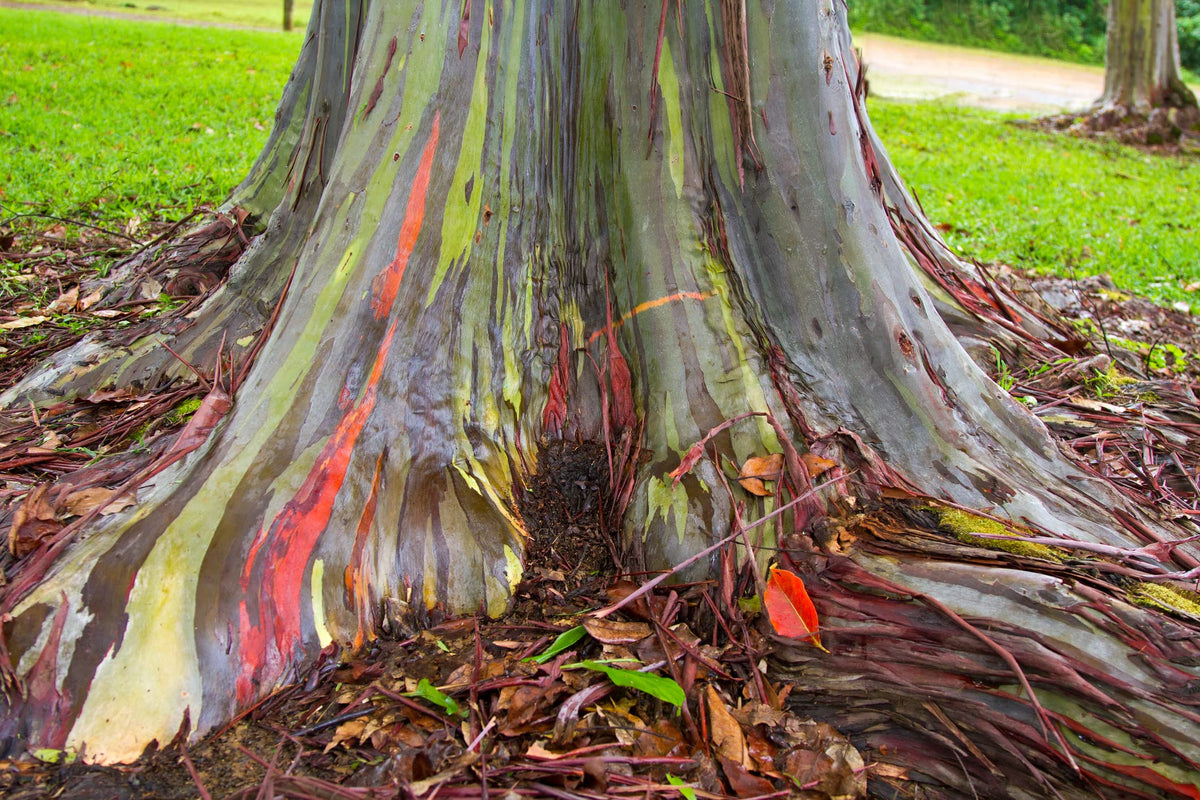 CZ Grain Rainbow Eucalyptus seedling in pot shows compact growth for patios and containers