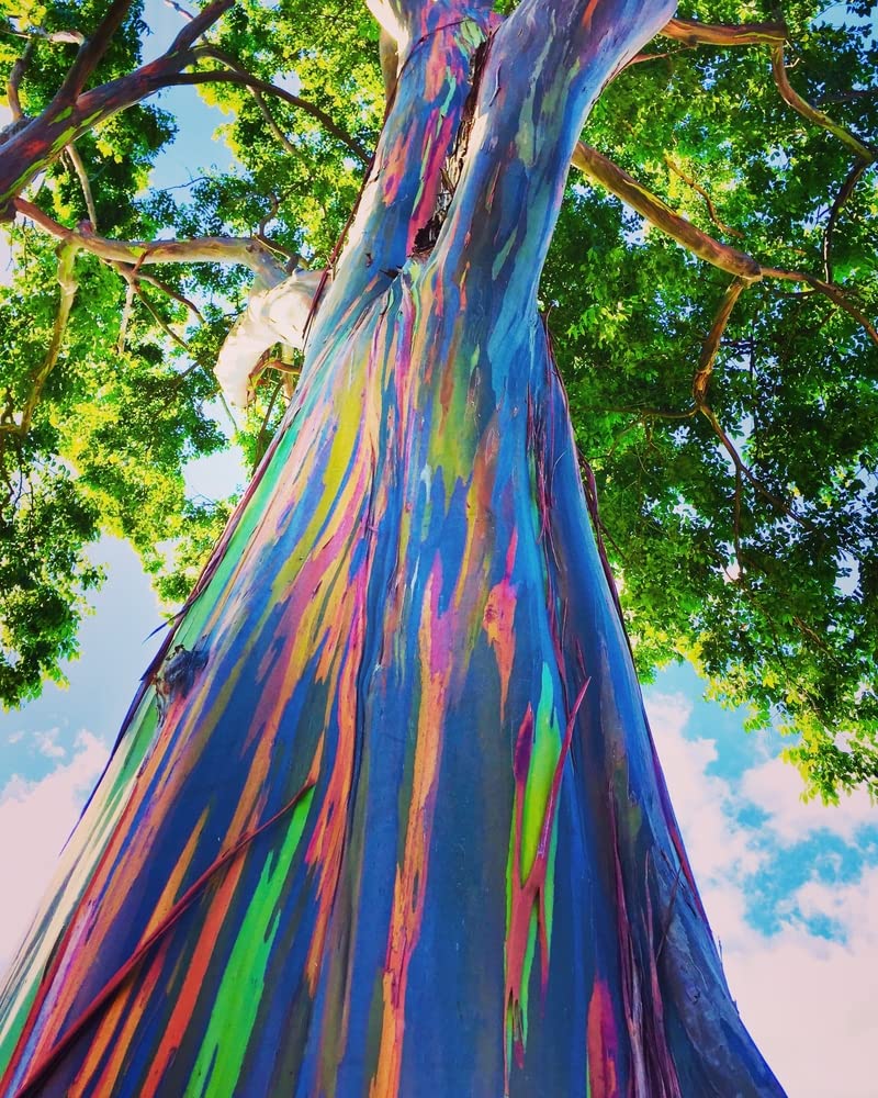 CZ Grain Rainbow Eucalyptus seeds pack ready for sowing in organic soil to start a colorful garden