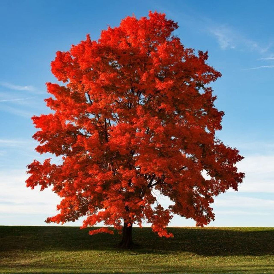 CZ Grain red maple seeds packet for outdoor planting and color-rich fall foliage.