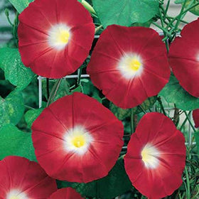 CZ Grain Red Morning Glory climbing vine seeds on a sunny trellis for vibrant scarlet blooms.